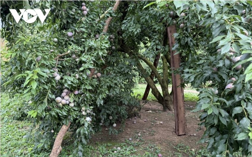 son la tieu thu gan 30.000 tan qua, thu ve gan 630 ty dong trong quy i nam nay hinh anh 3