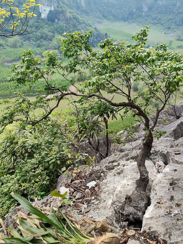 thu giu hon 100 cay muoi hong tai vuon mot nha dan tai thanh hoa hinh anh 2