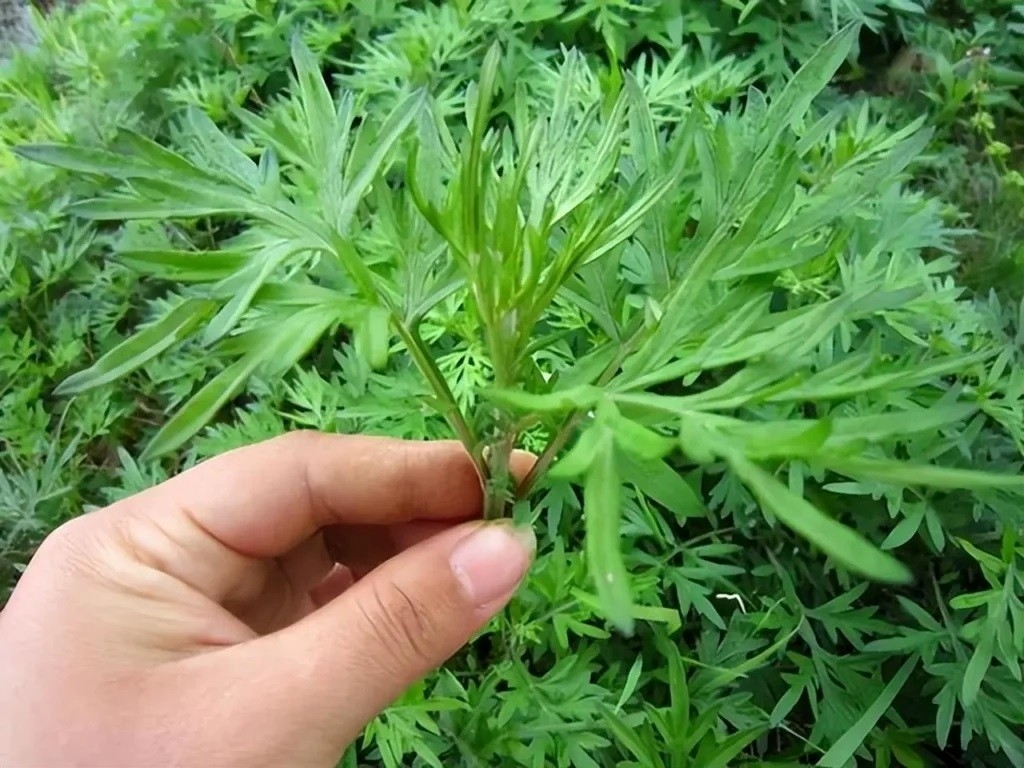 viet nam co vua thao moc khong cham van moc day vuon, an vao khoe lau song tho hinh anh 1