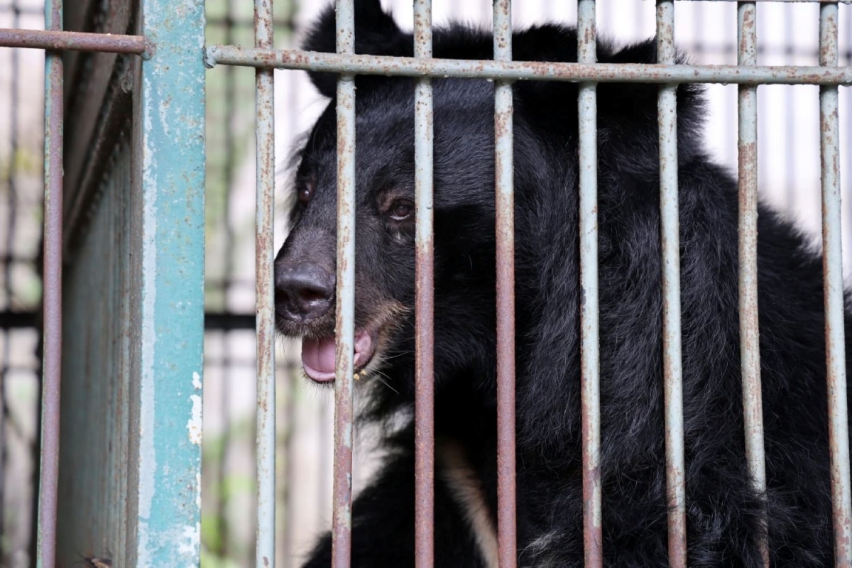 Dua 4 con gau nuoi nhot o tp.hcm ve vuon quoc gia bach ma hinh anh 1