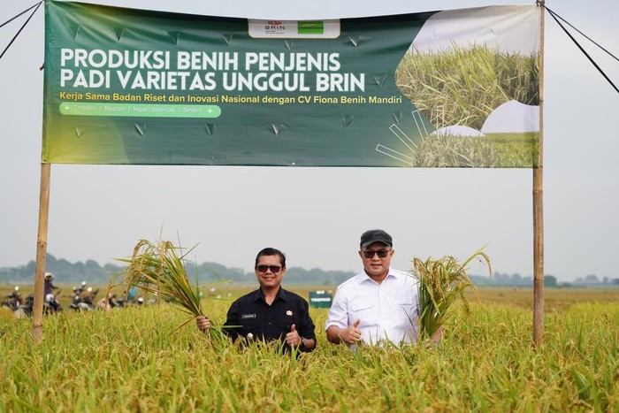 indonesia canh tac cac giong lua dot bien tu cong nghe chieu xa hat nhan hinh anh 1