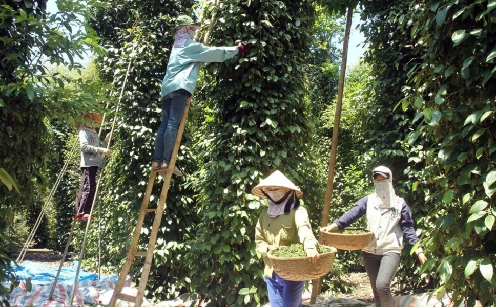 vietnam s pepper exports jump over 30 in q1 2026 picture 1
