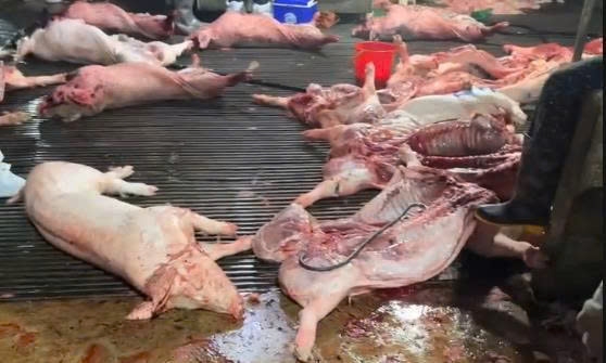 bao nhieu truong hoc phuong thanh liet su dung thit lon cua cong ty cuong phat hinh anh 1