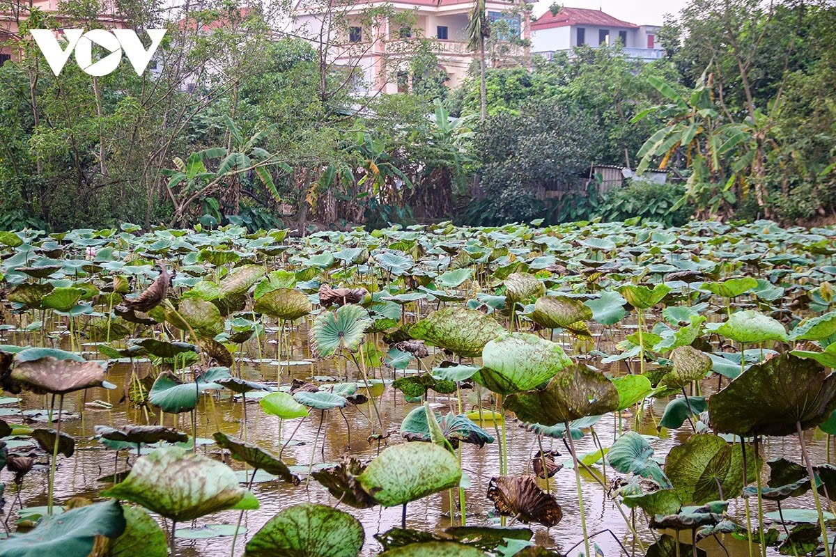 from lotus flower to silk - the unique journey of phung xa village picture 5