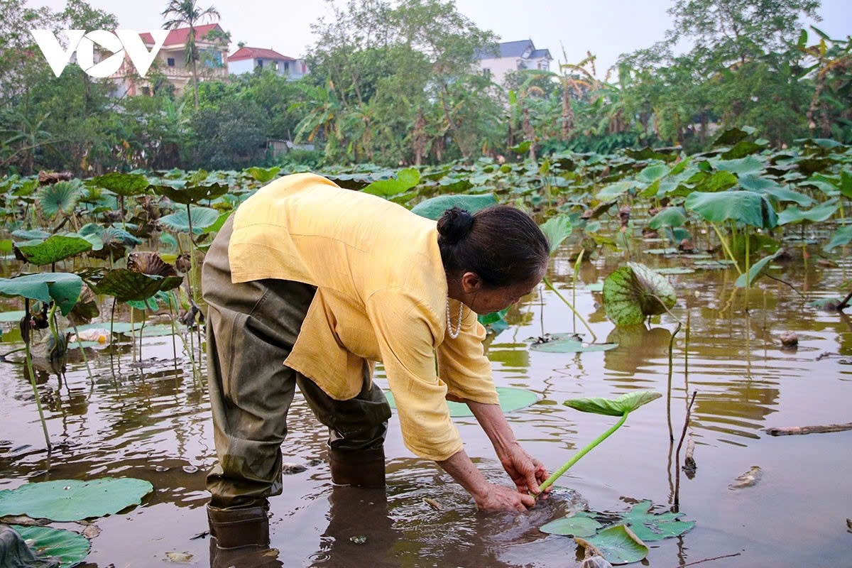 from lotus flower to silk - the unique journey of phung xa village picture 6
