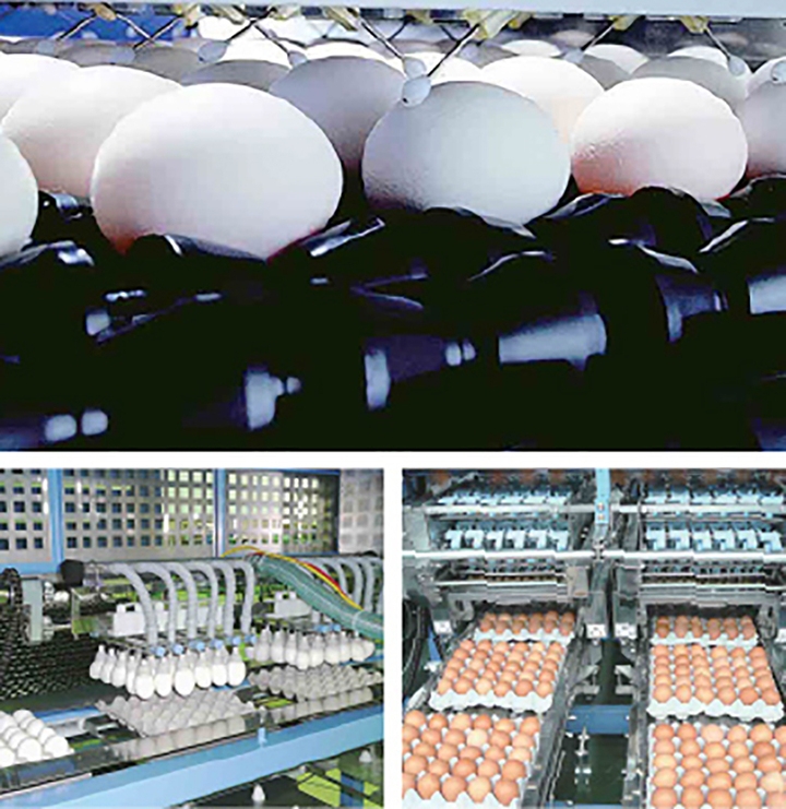 vi sao nguoi nhat ban an trung ga song ma khong lo hai suc khoe hinh anh 3