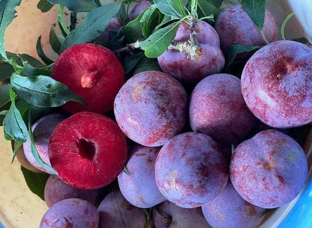  nu hoang trai cay dang vao mua, tuong an vui lai bo duong dang kinh ngac hinh anh 1