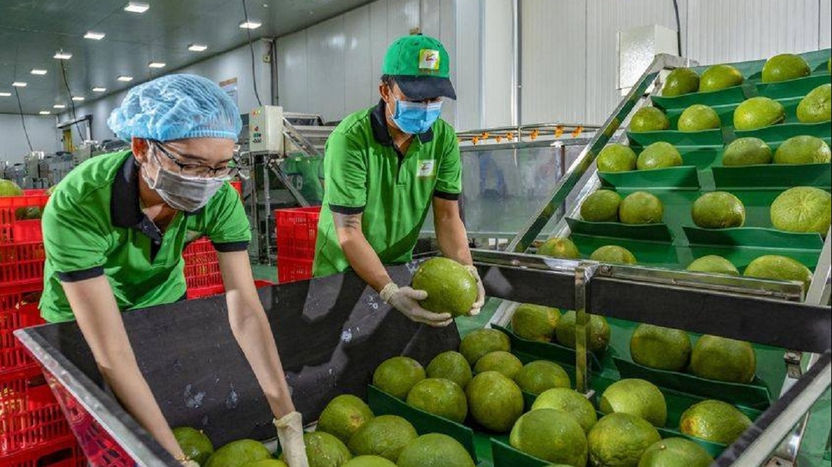 viet nam ky nghi dinh thu xuat khau buoi, chanh sang trung quoc hinh anh 1