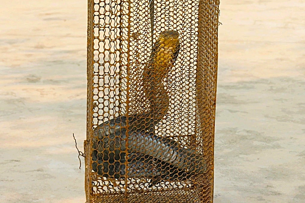 ran ho mang chua quy hiem bo vao nha dan, duoc tha ve rung hinh anh 1