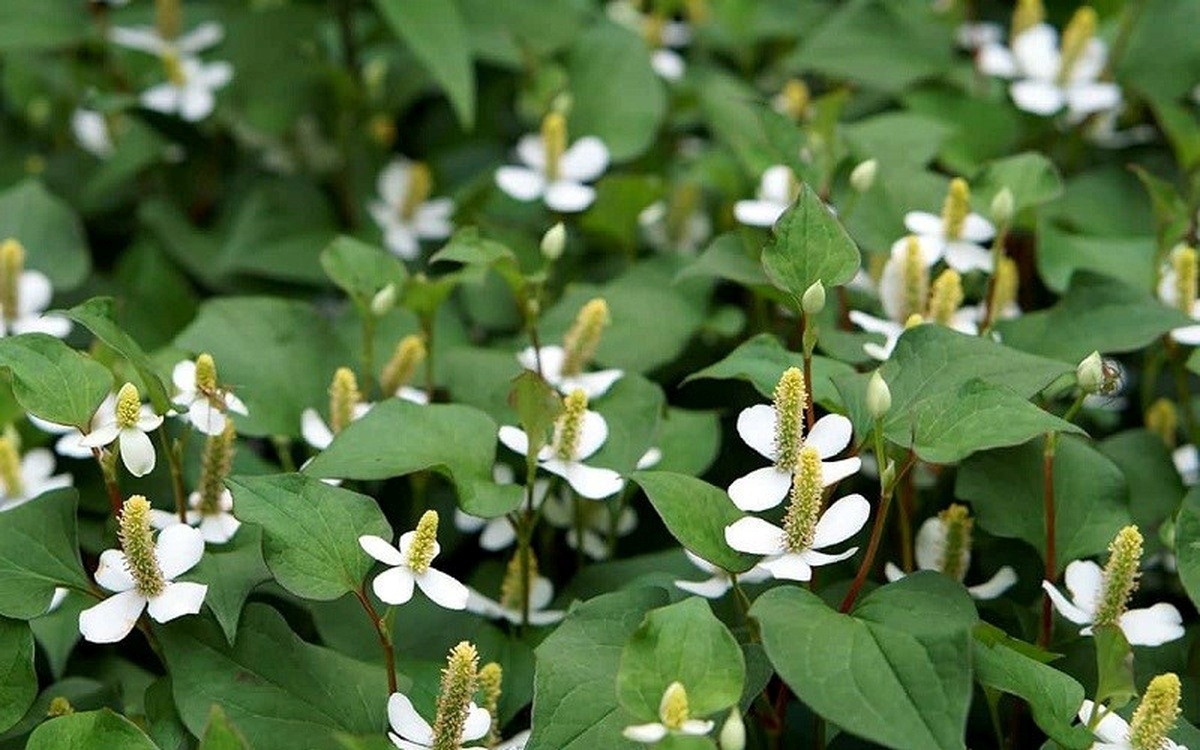 cay thuoc bo gan, than tu nhien moc dai day vuon hinh anh 1