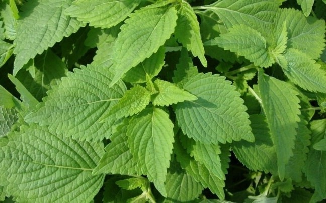 viet nam co cay thuoc quy khong cham van moc um tum, bo duong chang kem nhan sam hinh anh 1