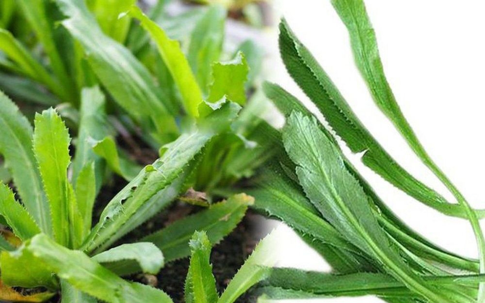 rau rang cua co gi dac biet cong dung voi suc khoe khien nhieu nguoi bat ngo hinh anh 1