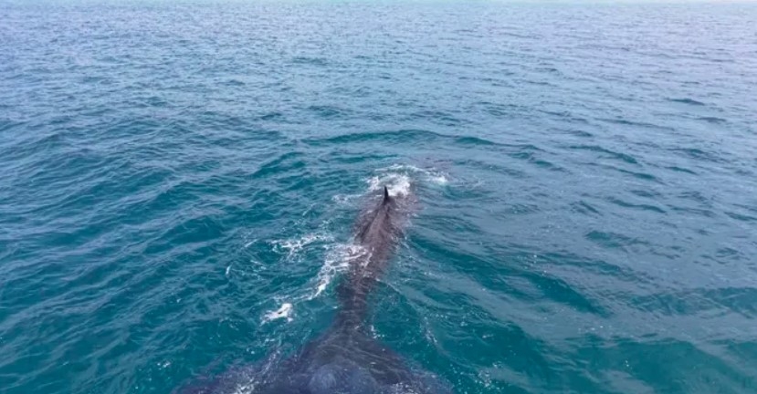 giant whales repeatedly spotted off lam dong coast picture 1
