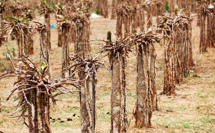 sieu el nino la gi, lieu co tai xuat trong nam 2026 hinh anh 2