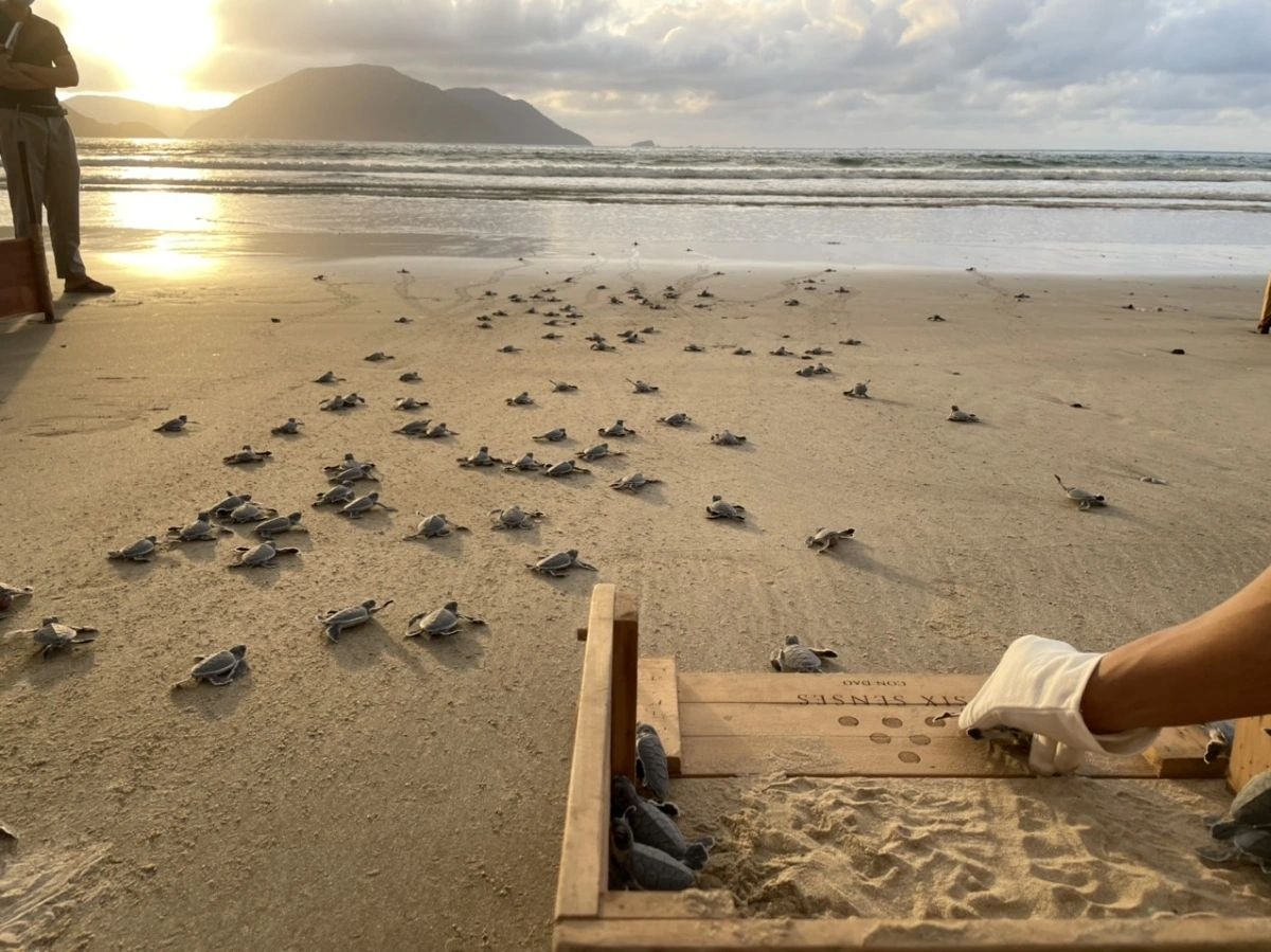 con dao among world s top 7 destinations for sea turtle releases picture 1