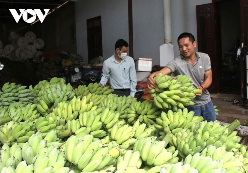 son la phan dau gia tri hang hoa xuat khau dat 240 trieu usd trong nam 2026 hinh anh 1