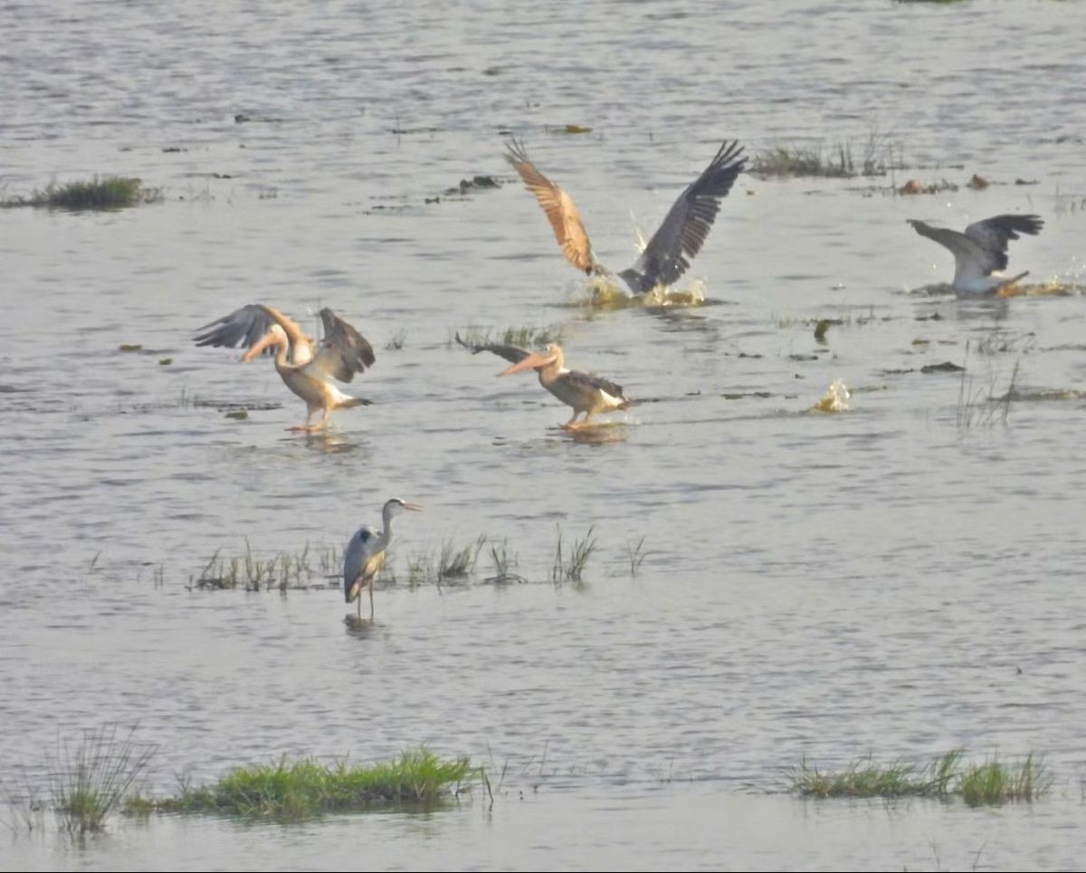 endangered spot-billed pelicans return to tram chim after six-year absence picture 1