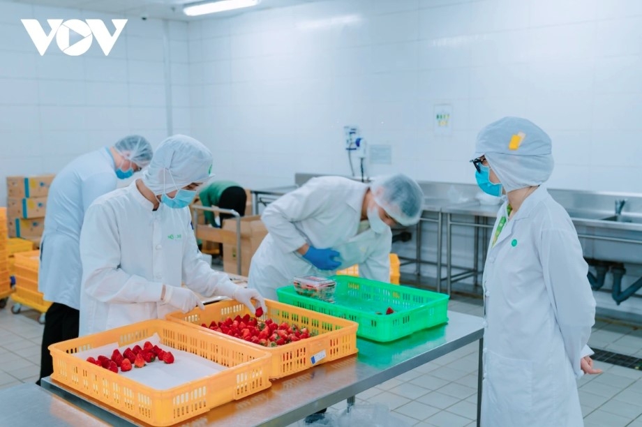 vietnam s strawberry exports jump 2,000-fold picture 1