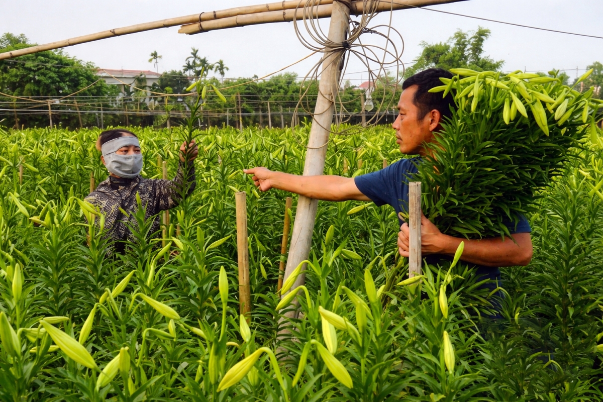 Lily harvest in full swing in Hanoi’s Tay Tuu flower village