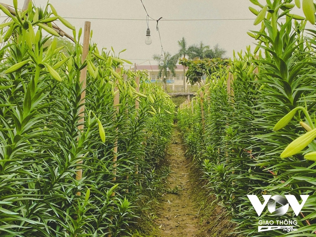 lily harvest in full swing in hanoi s tay tuu flower village picture 1