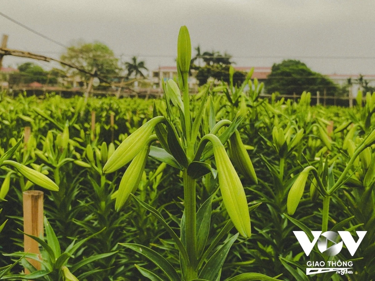 lily harvest in full swing in hanoi s tay tuu flower village picture 11