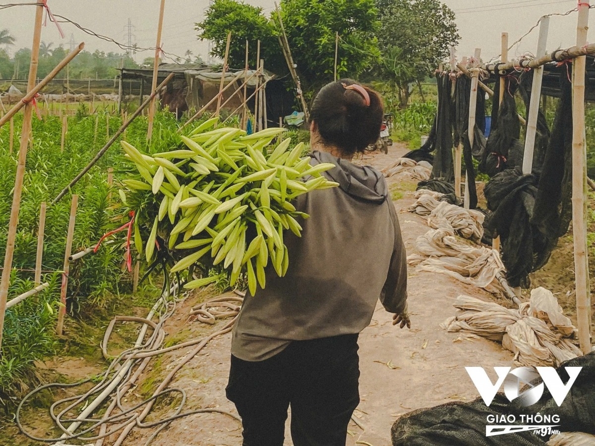 lily harvest in full swing in hanoi s tay tuu flower village picture 12