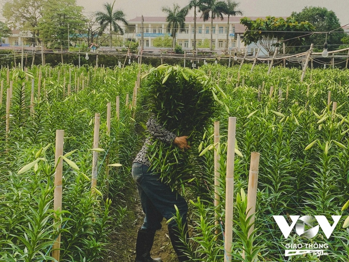 lily harvest in full swing in hanoi s tay tuu flower village picture 13