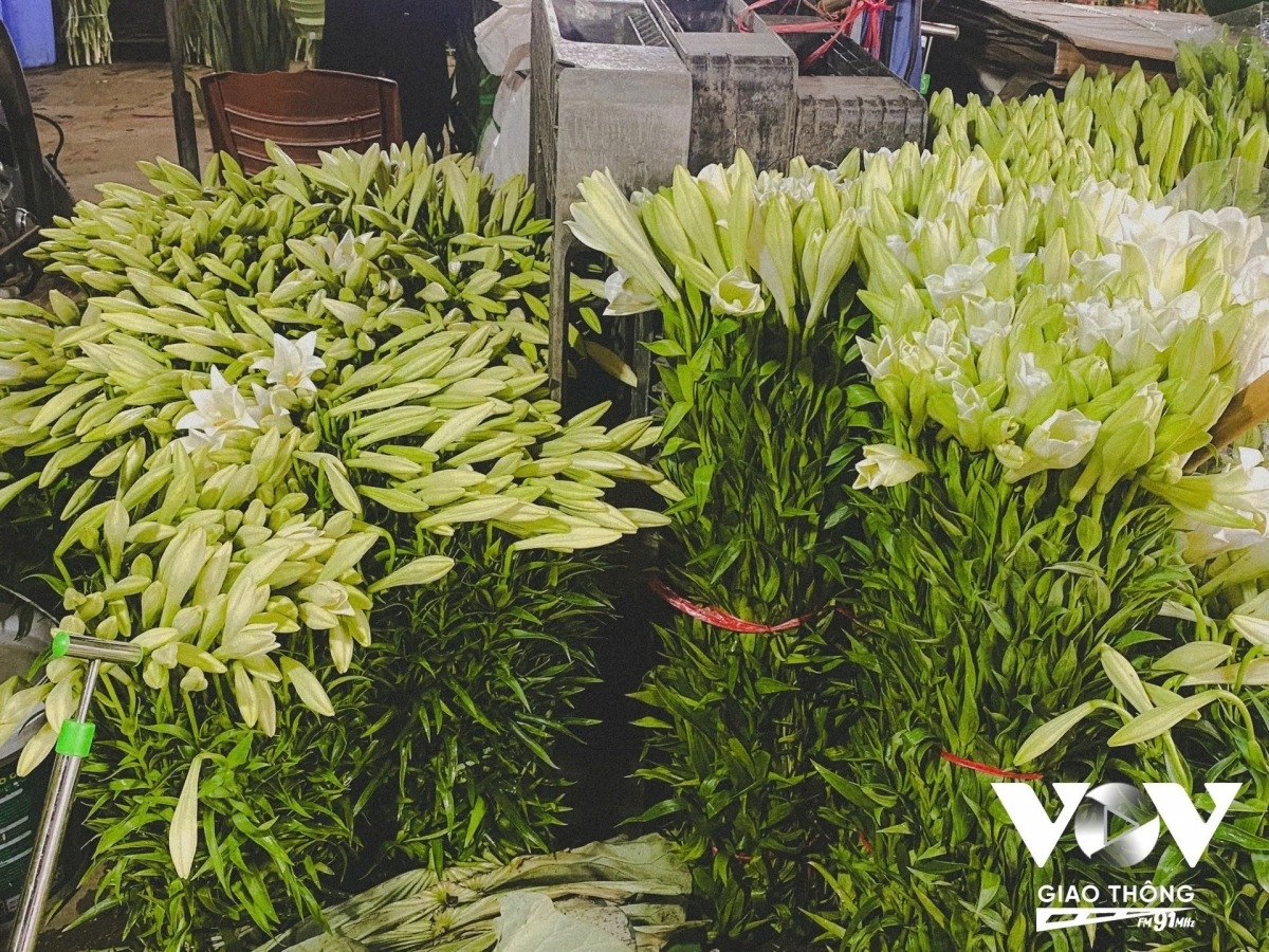 lily harvest in full swing in hanoi s tay tuu flower village picture 16