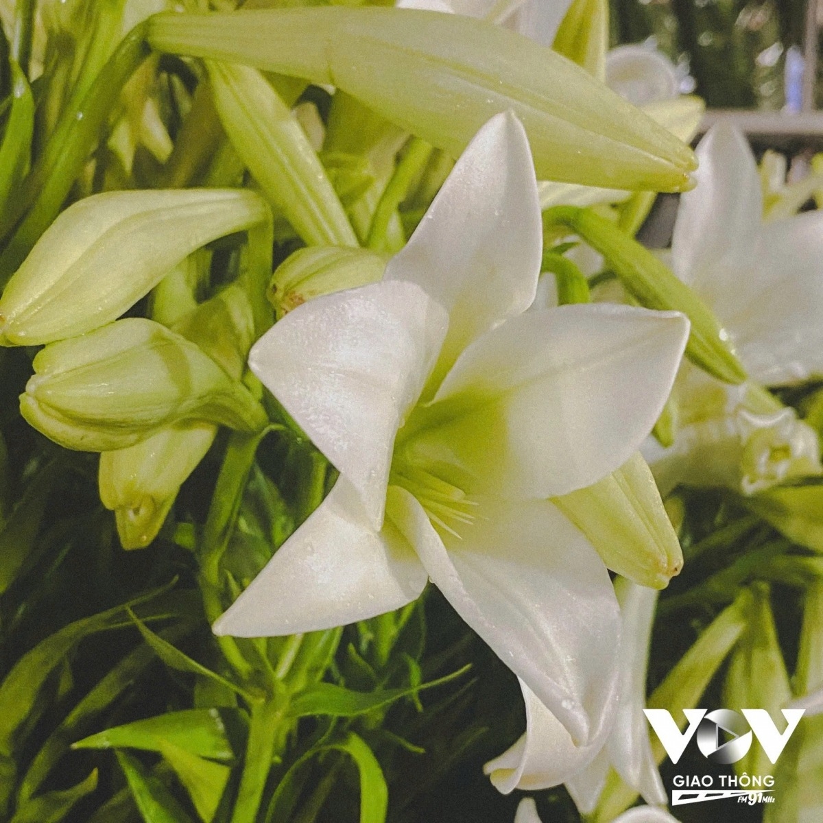 lily harvest in full swing in hanoi s tay tuu flower village picture 17