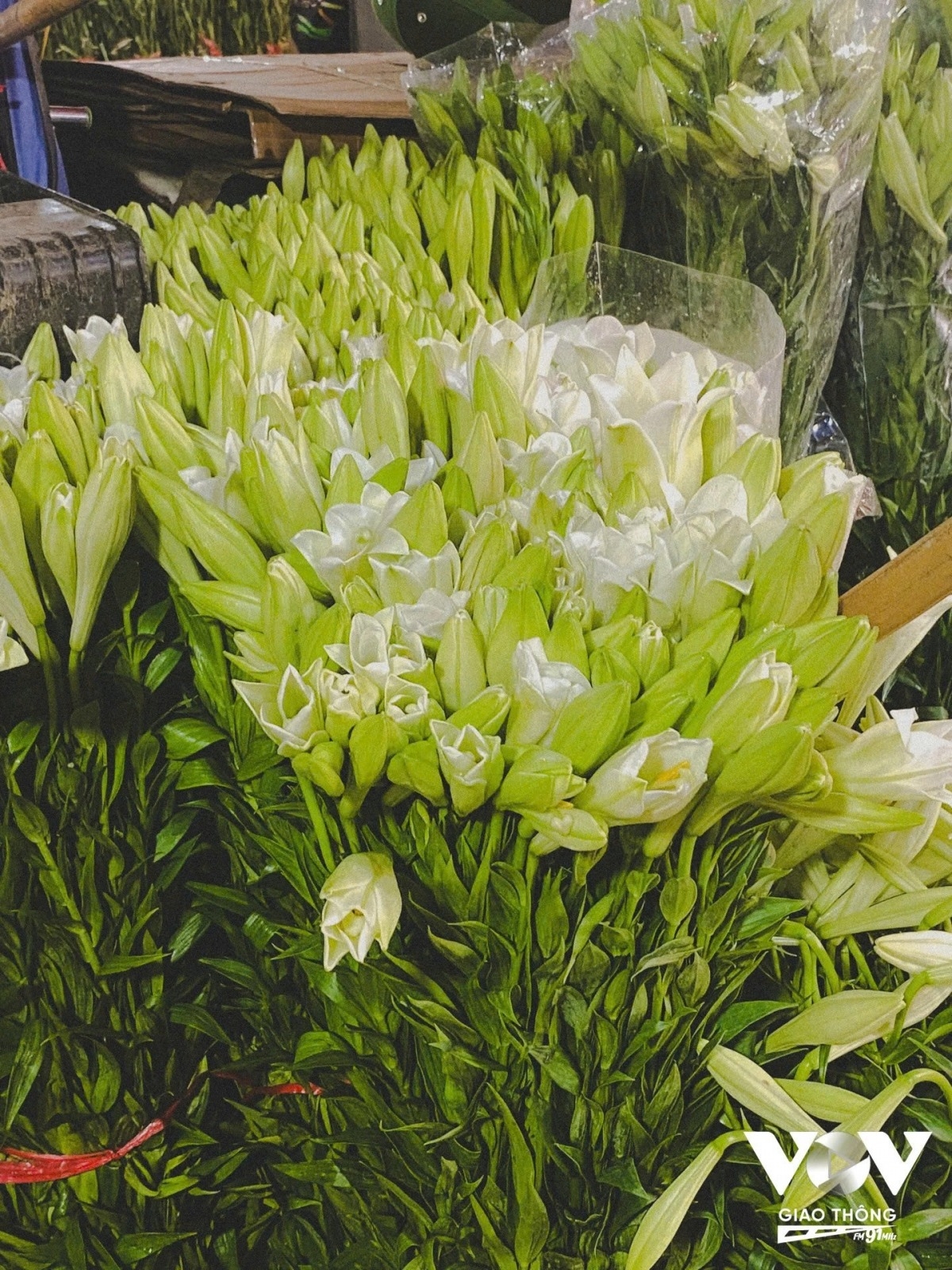 lily harvest in full swing in hanoi s tay tuu flower village picture 18