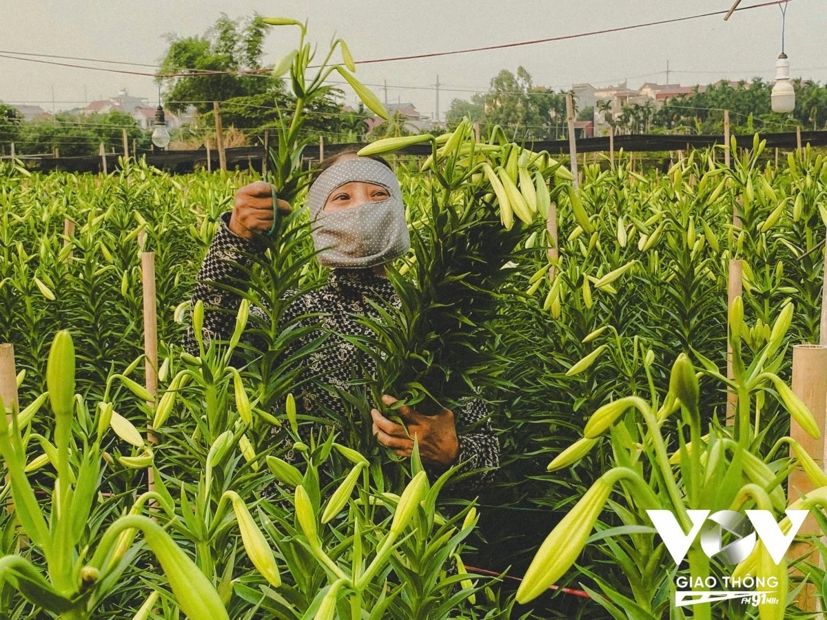 lily harvest in full swing in hanoi s tay tuu flower village picture 2