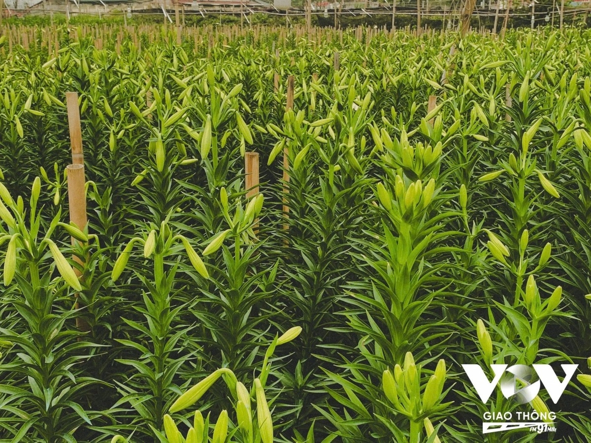 lily harvest in full swing in hanoi s tay tuu flower village picture 5