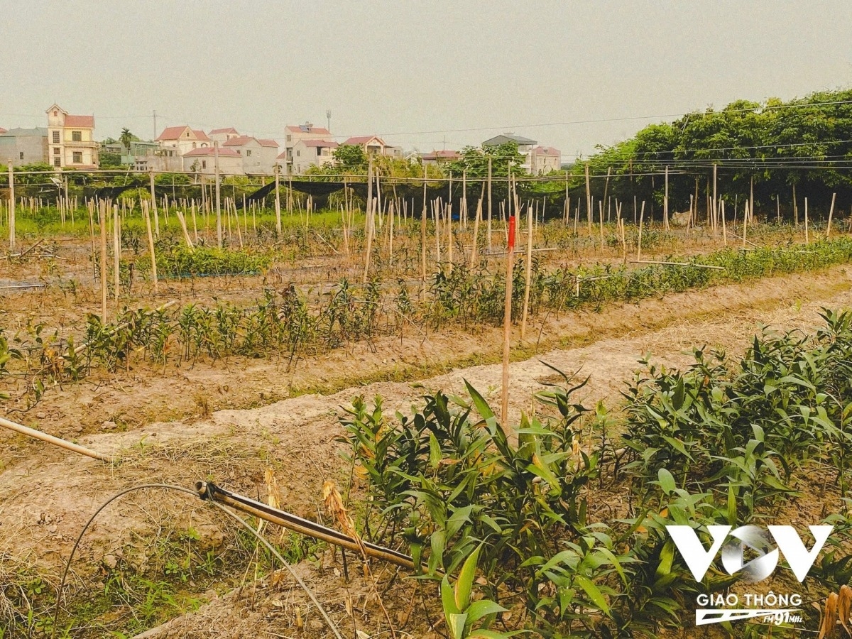 lily harvest in full swing in hanoi s tay tuu flower village picture 6