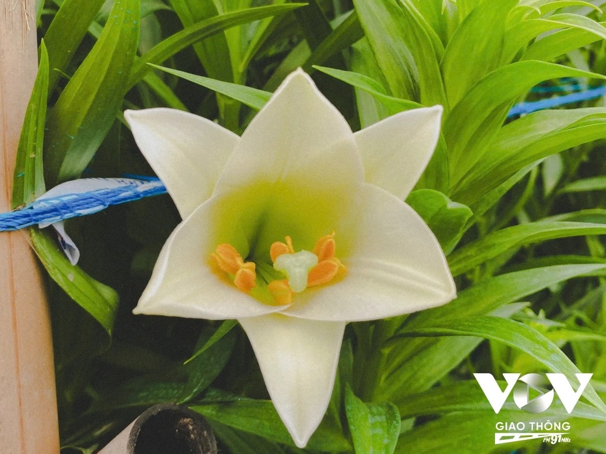 lily harvest in full swing in hanoi s tay tuu flower village picture 7