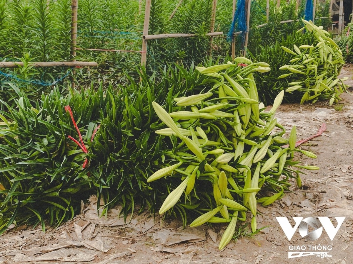 lily harvest in full swing in hanoi s tay tuu flower village picture 8
