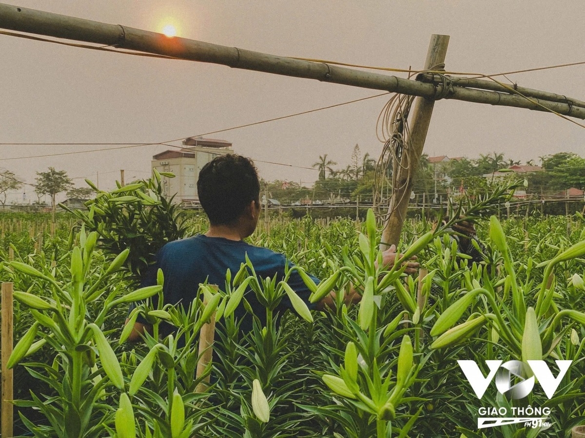 lily harvest in full swing in hanoi s tay tuu flower village picture 9