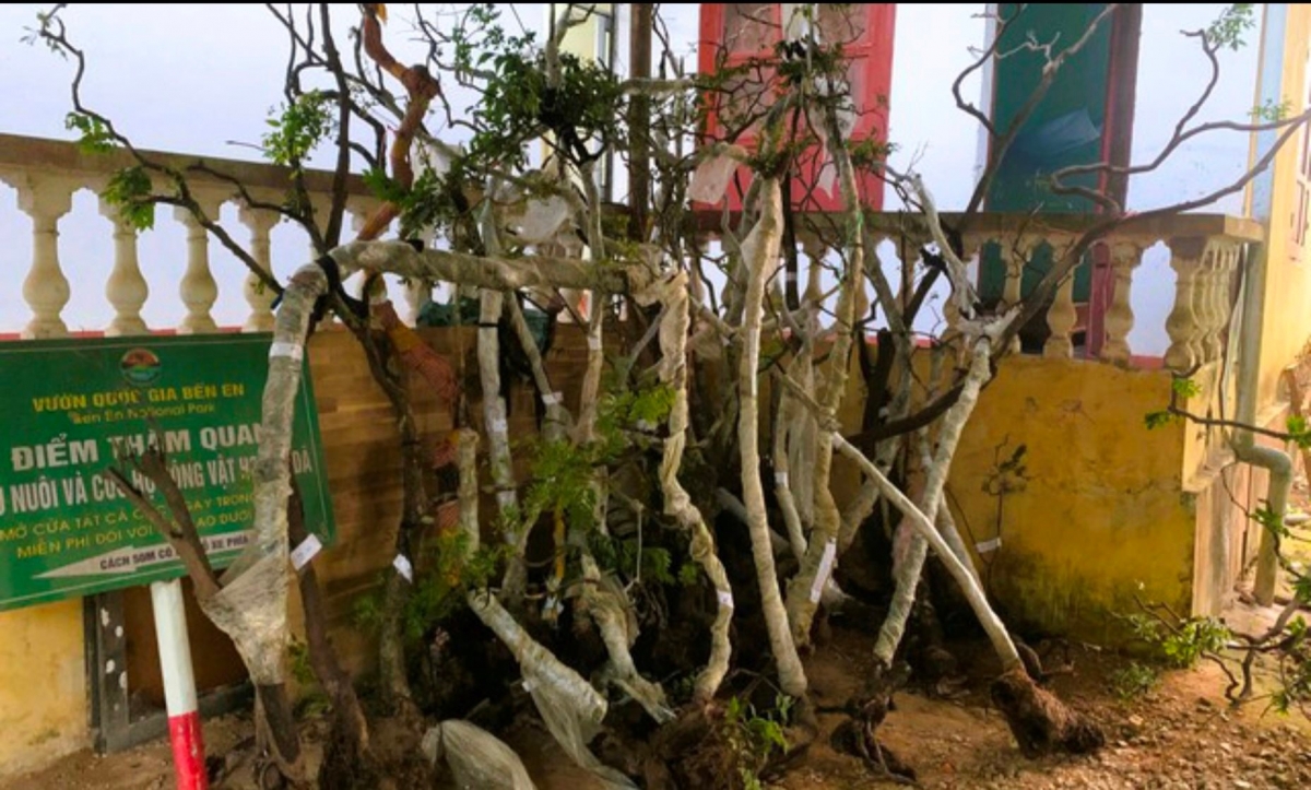 thu giu hon 100 cay muoi hong tai vuon mot nha dan tai thanh hoa hinh anh 1