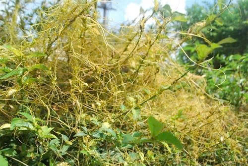 cong dung bat ngo cua day to hong vang doi voi suc khoe nam gioi hinh anh 1