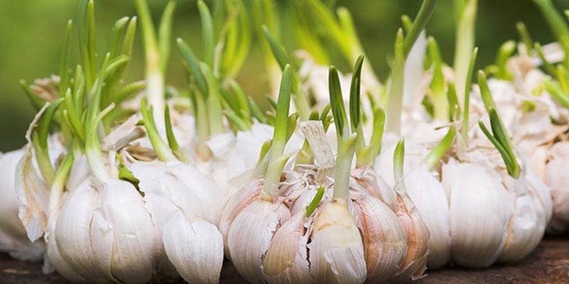 toi moc mam - loi ich va luu y ban nen biet hinh anh 1