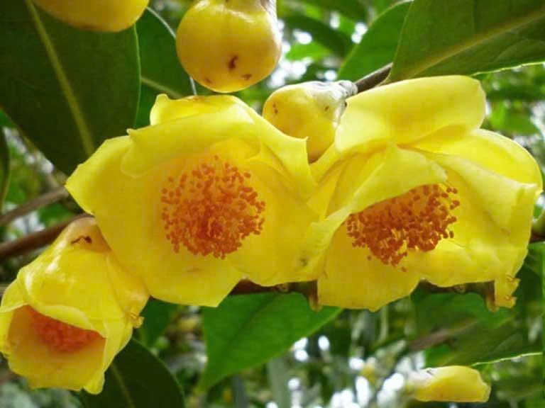 tra hoa vang co gi dac biet cong dung it nguoi biet hinh anh 1