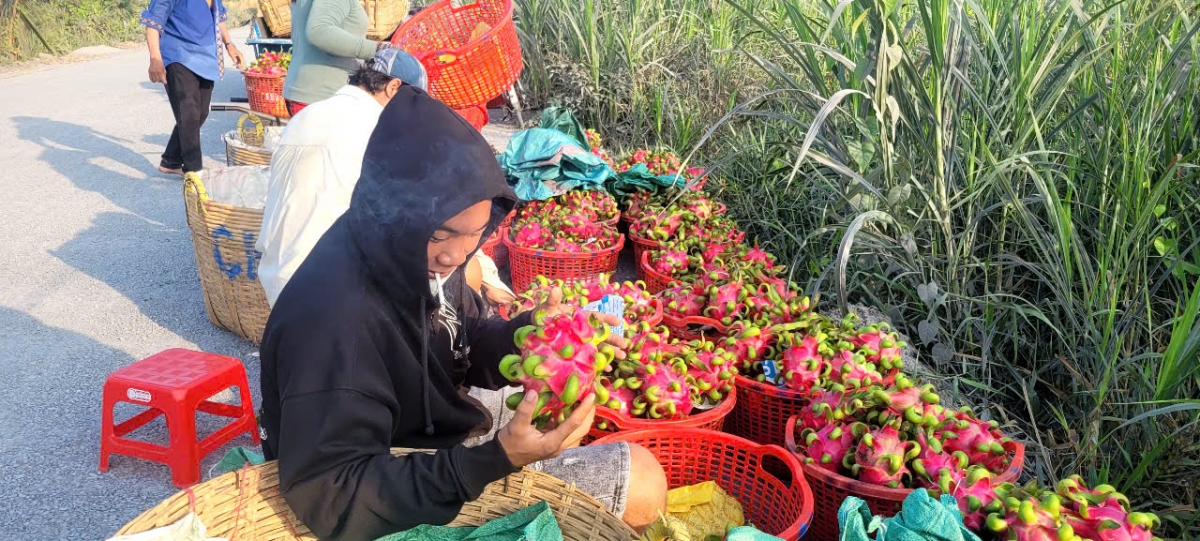 vuon thanh long tai Dong thap xanh tot, nang suat cao trong mua kho han hinh anh 5