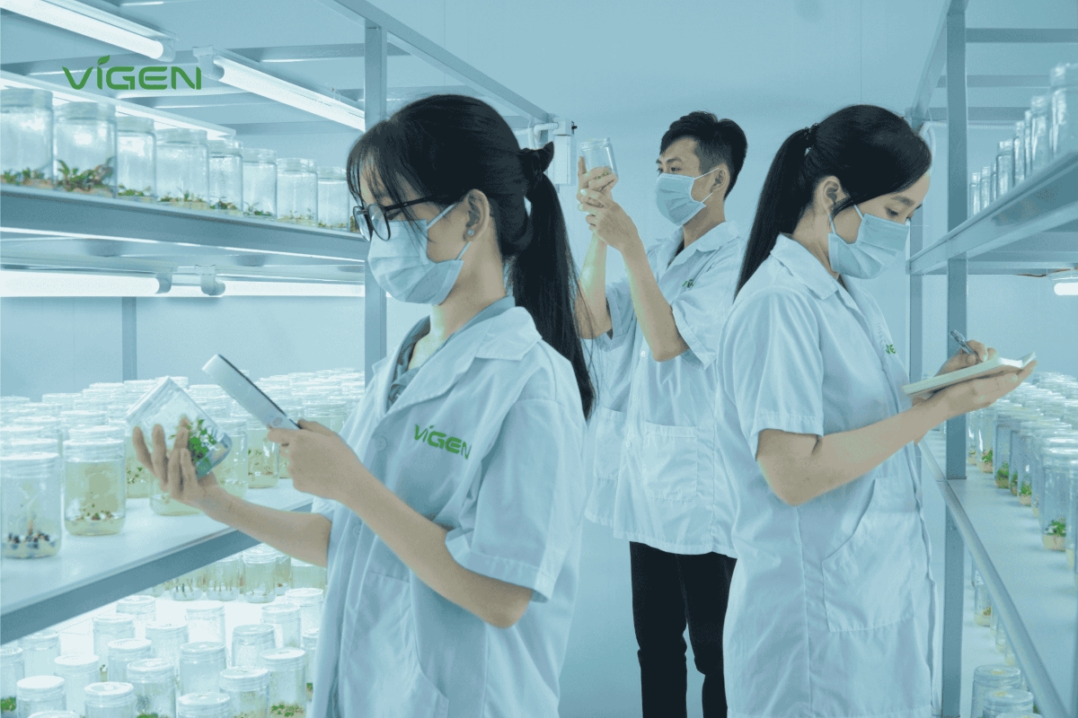 vigen thiet lap tieu chuan vang cho nganh giong cay trong cay mo viet nam hinh anh 3