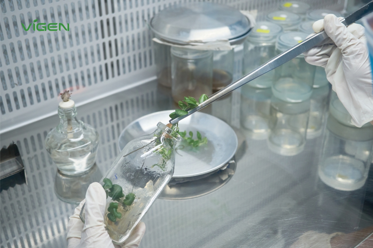 vigen thiet lap tieu chuan vang cho nganh giong cay trong cay mo viet nam hinh anh 2