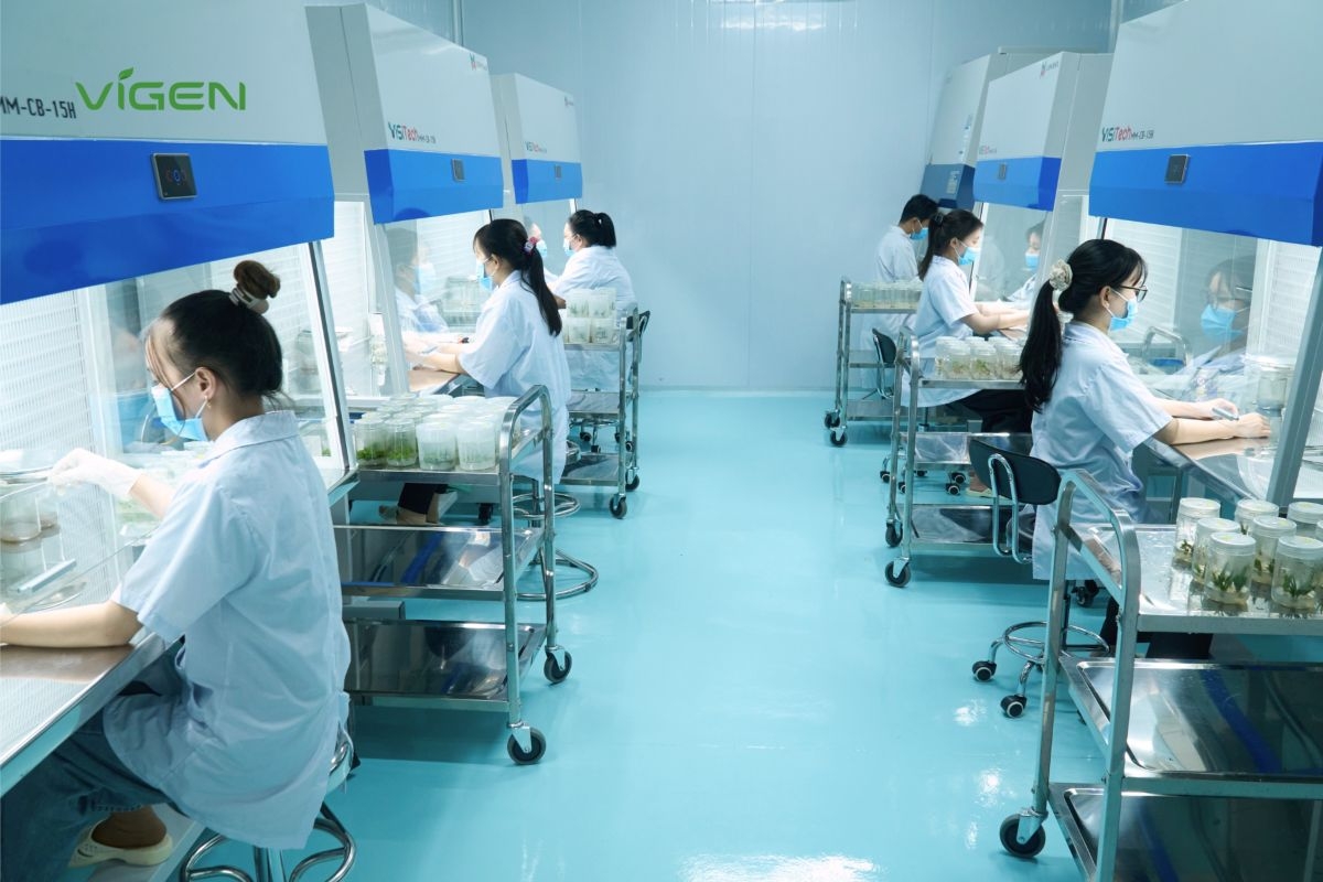 vigen thiet lap tieu chuan vang cho nganh giong cay trong cay mo viet nam hinh anh 1