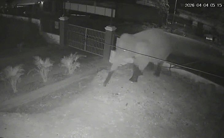 wild elephant breaks into school in son la, students remain safe picture 1