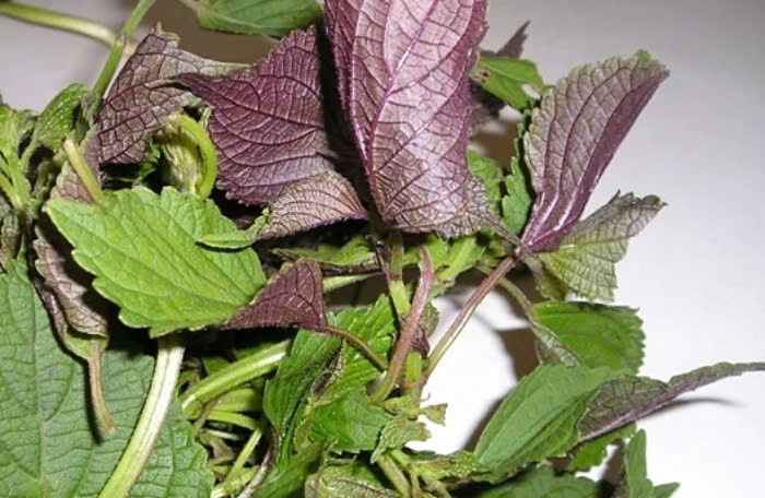 uong nuoc la tia to co tac dung gi hinh anh 1