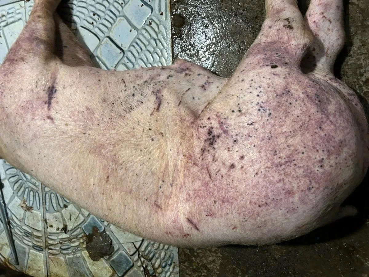 thit lon benh vao truong hoc phu huynh tang giam sat bep an trong noi so mo ho hinh anh 1