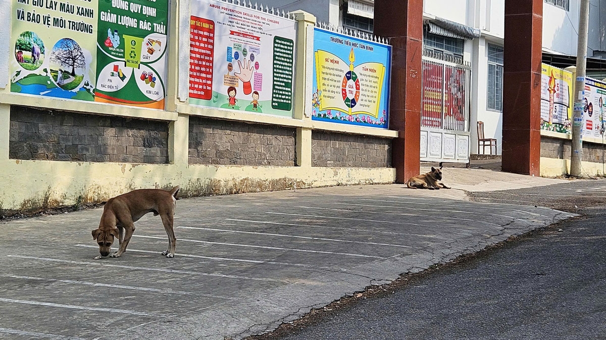 31 ổ dịch dại bùng phát tại Đồng Nai, hiểm họa từ vấn nạn chó thả rông