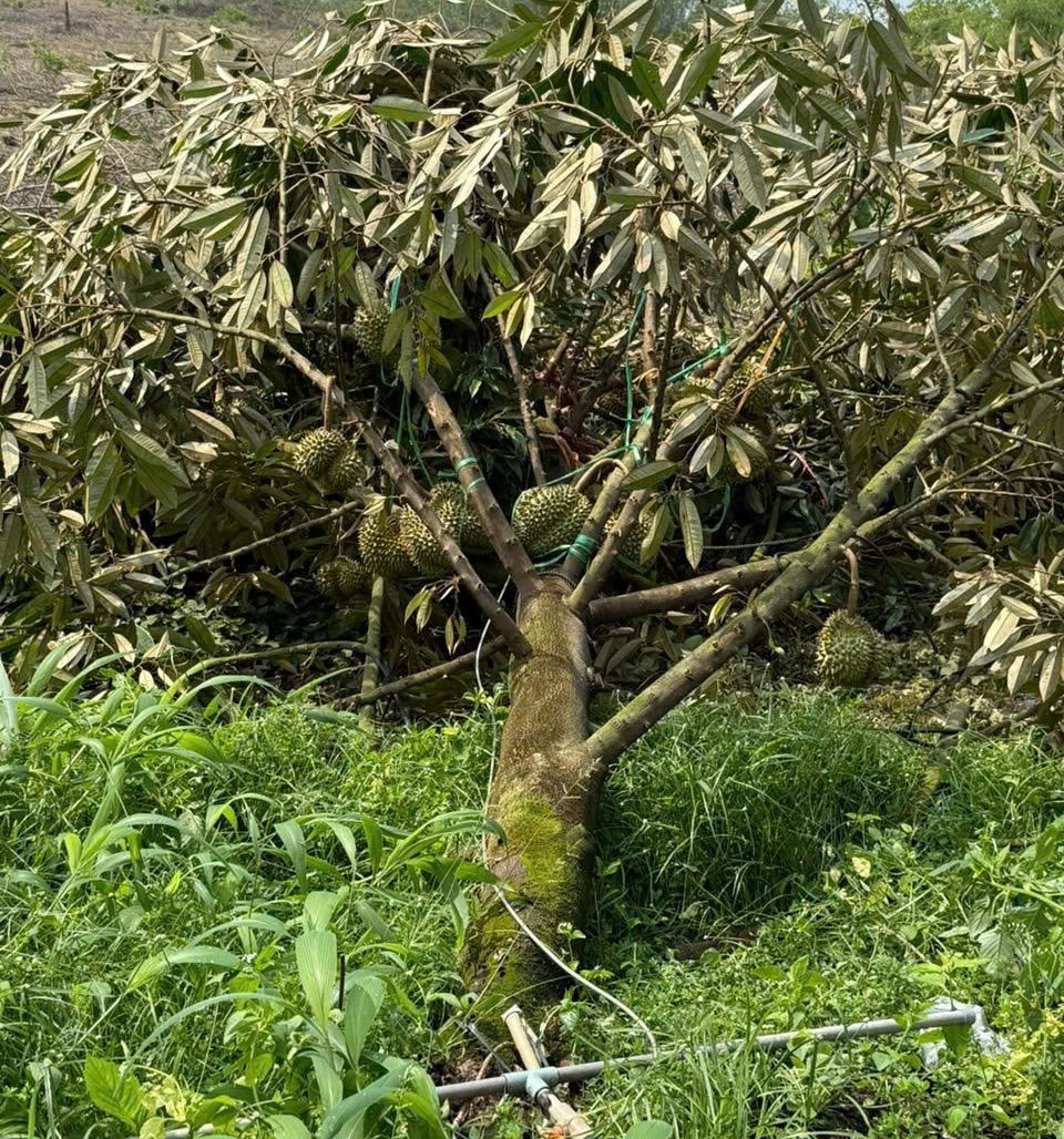 gan 3.000 tru tieu gay do sau con mua lon keo dai 3 gio tai Dong nai hinh anh 3