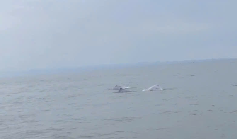 ca heo hong xuat hien o bien Do son, hai phong hinh anh 1